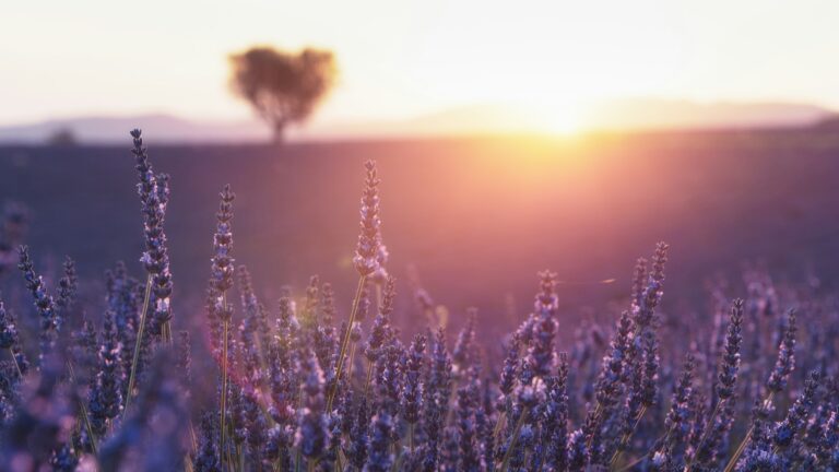 If You Want Your Chico Garden to Flourish, Plant These 6 Sun-Worshipping Perennials - Featured image