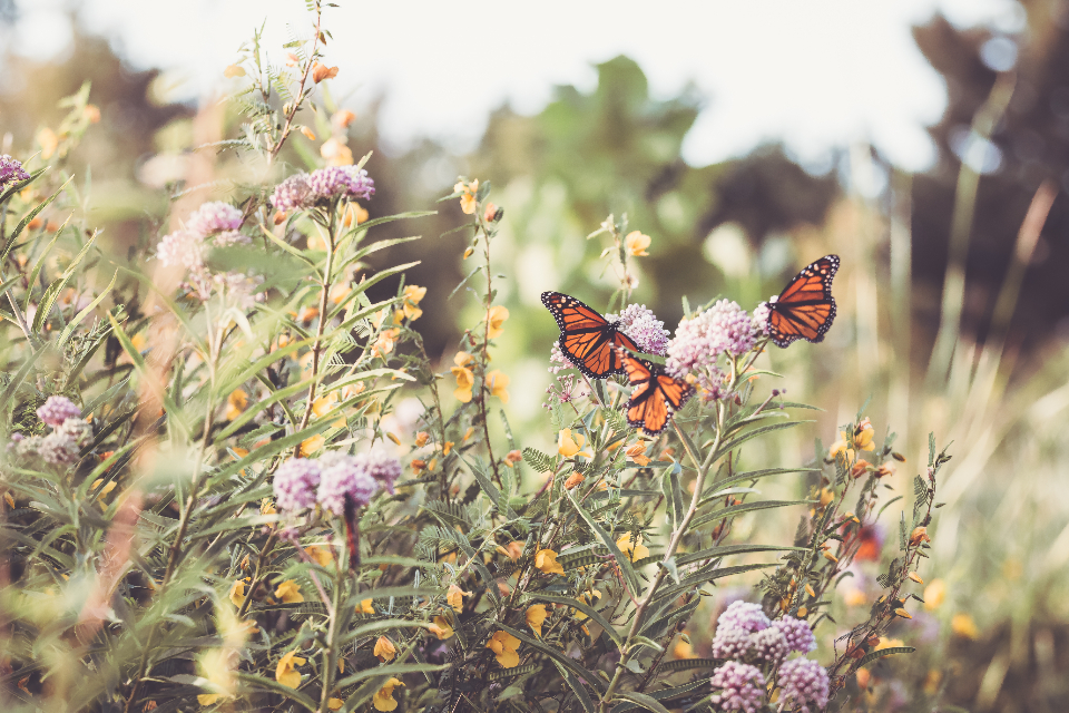 Why Planting Milkweed Is the Single Best Thing You Can Do for Local Monarchs