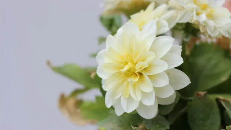 August Blooms That Defy the Heat: Keeping Late-Summer Gardens Alive - Featured image