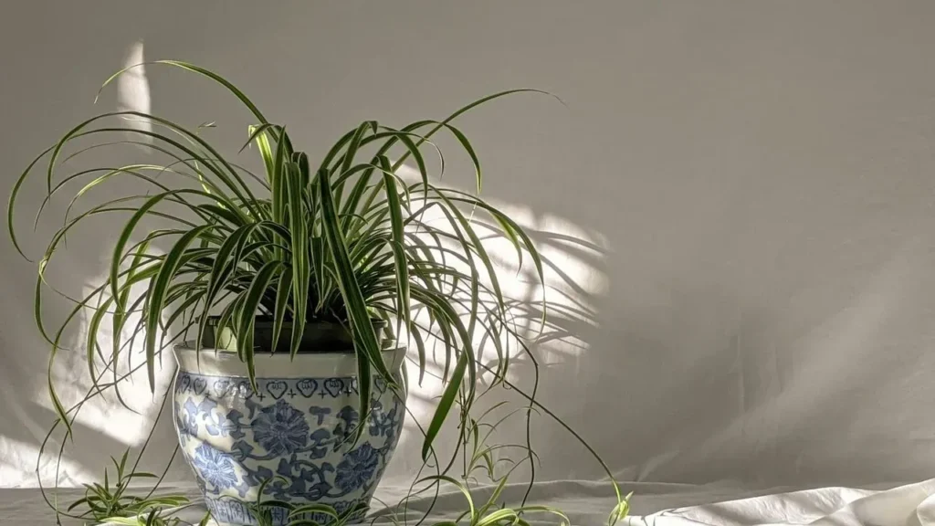 One Spider Plant Can Become Dozens for Free - Featured image