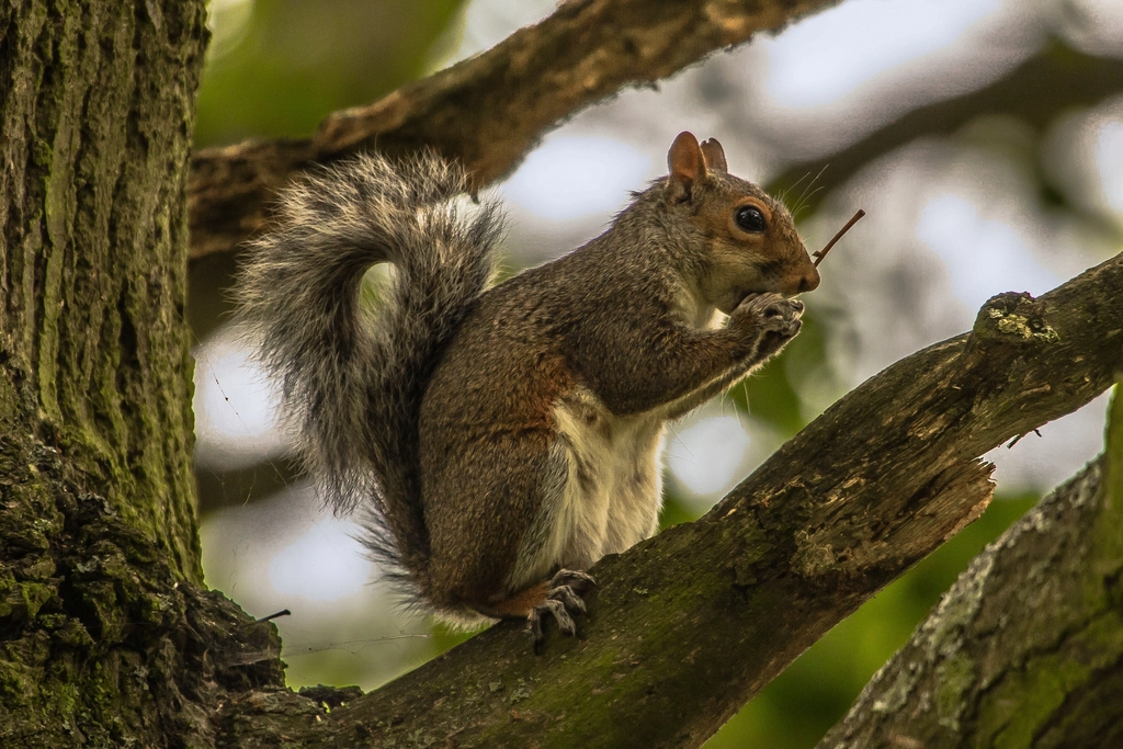 The Surprising Reason Squirrels Bury Nuts They Never Dig Up