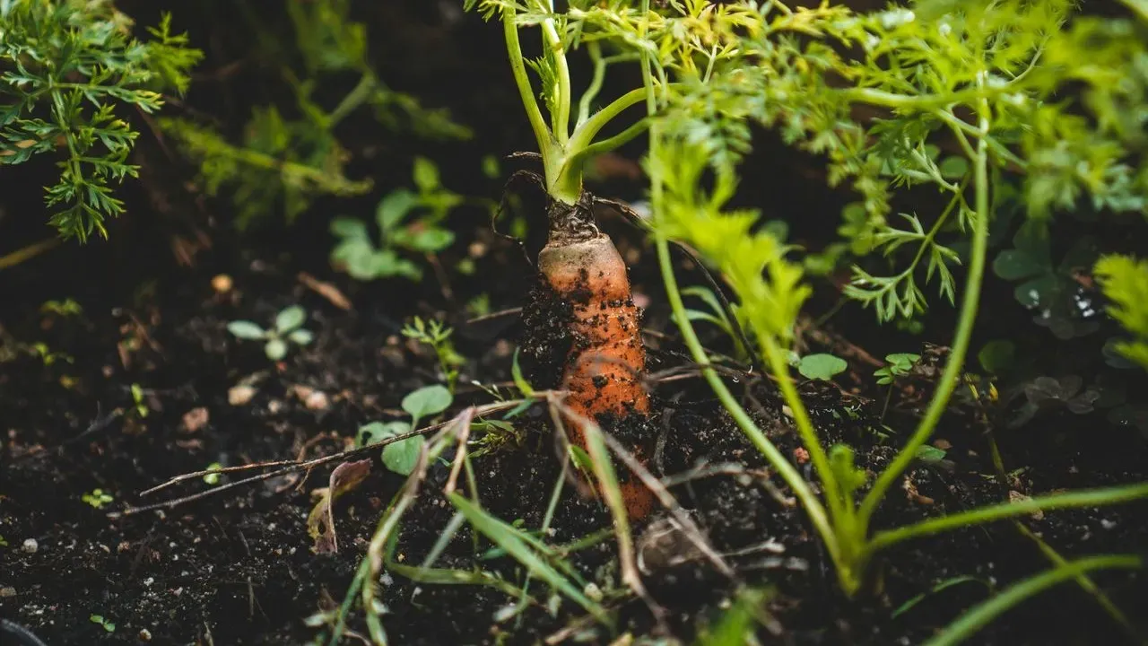 Two Seasons Underground: What Happened When These Carrots Were Left to Run Their Course