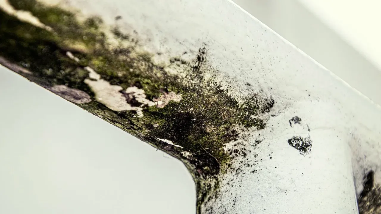 Powdery Mildew Spreads Fast on Summer Vegetables — Organic Controls That Hold Up