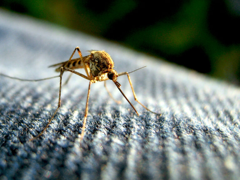 Why Some People Never Get Mosquito Bites and Others Always Do - Featured image