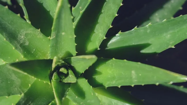 Beyond Aloe Vera: The Wider World of Succulents for Landscapes and Containers - Featured image