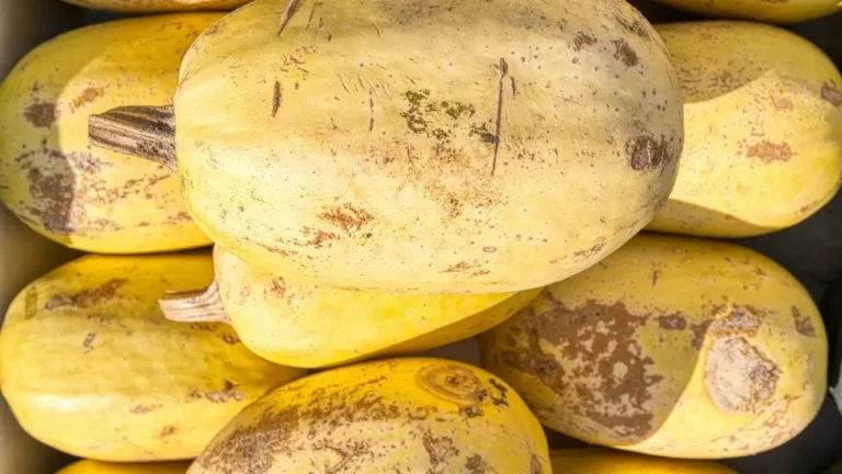 Resistant Squash Species Deliver Simple, Chemical-Free Defense Against Vine Borers - Featured image