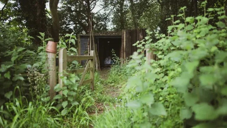 Overgrown by Midsummer: Reclaiming Control of a Pacific Northwest Garden - Featured image