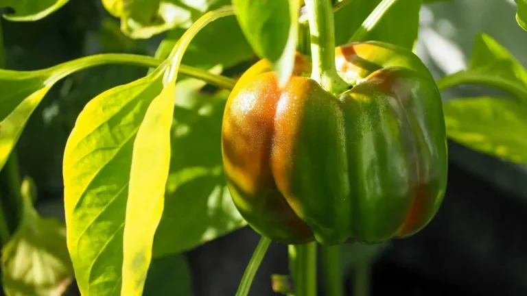 Save Your Summer Pepper Crop - Featured image