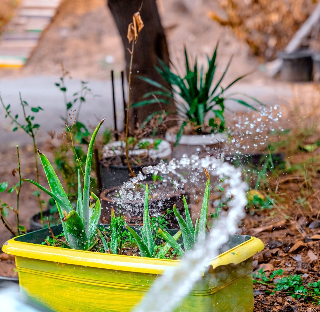 I Asked ChatGPT to Fix My Overwatered Tomatoes. It Actually Worked. - Featured image