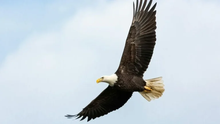 Big Bear Bald Eagle Jackie Encounters Setback in Anemia Treatment - Featured image