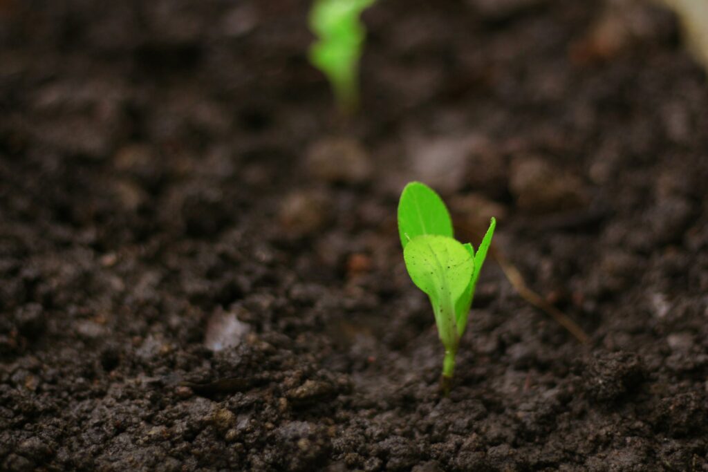 Why Your Grass Seed Never Sprouts: The Timing Mistake Most People Make - Featured image