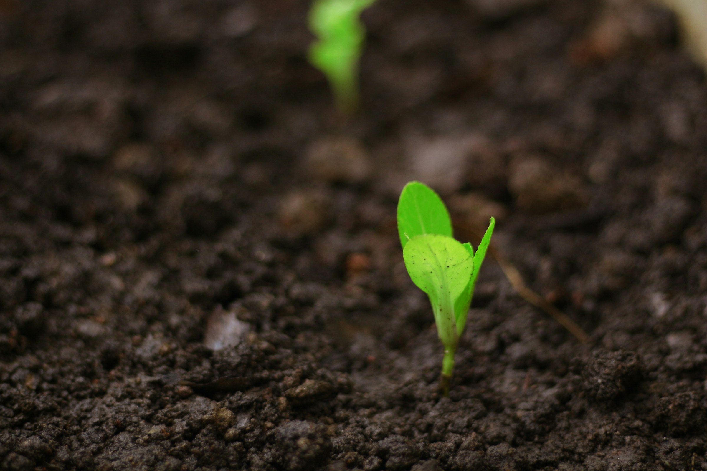 Why Your Grass Seed Never Sprouts: The Timing Mistake Most People Make