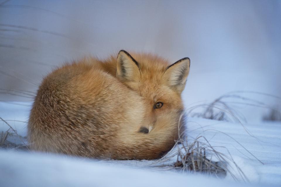 Why Foxes Scream at Night in Quiet Neighborhoods