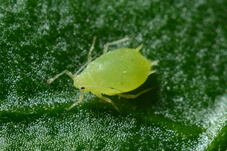 The Aphid Spray Timing Mistake That Wipes Out Ladybugs Too - Featured image