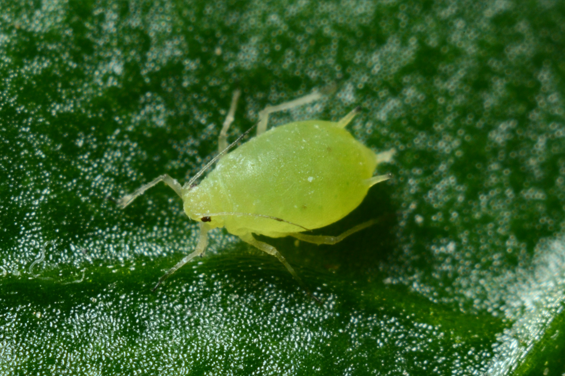 The Aphid Spray Timing Mistake That Wipes Out Ladybugs Too