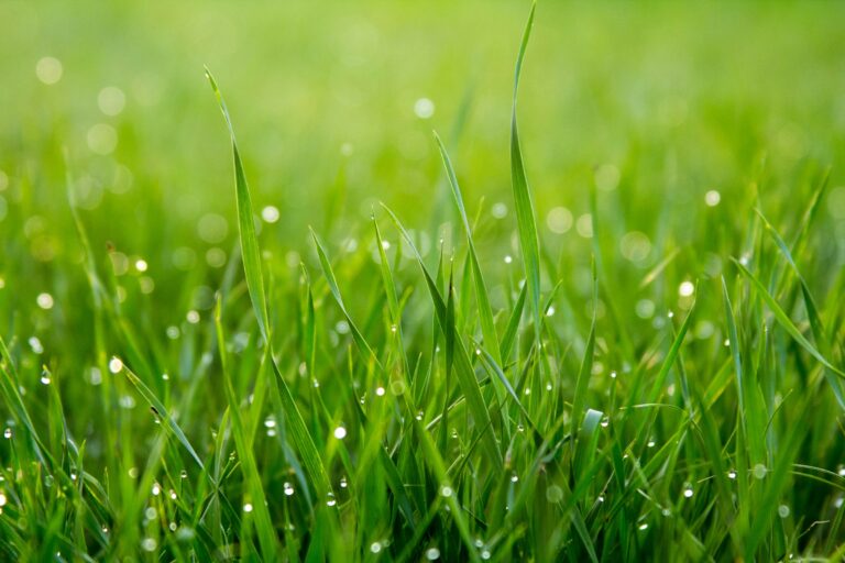The Fertilizer Timing Mistake Quietly Burning Your Lawn's Roots - Featured image