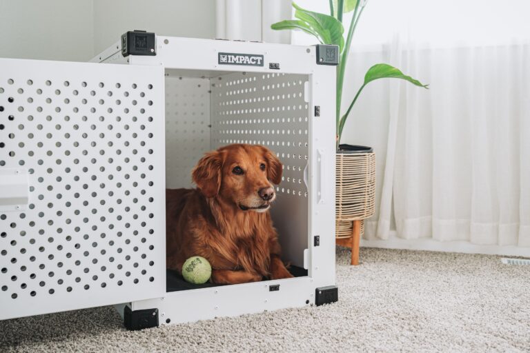 The Crate Placement Mistake Trainers Say Is Making Dogs More Anxious - Featured image