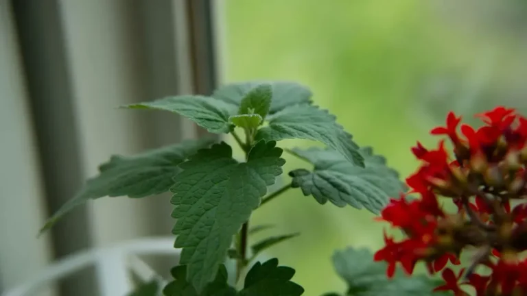 Catnip Matches DEET Repellency in Tests Using Far Less Active Ingredient - Featured image