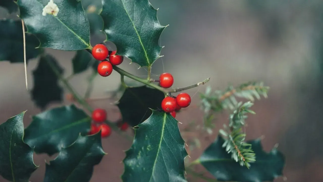 The Christmas Tree You Can Grow Yourself: Why Gardeners Are Falling for English Holly