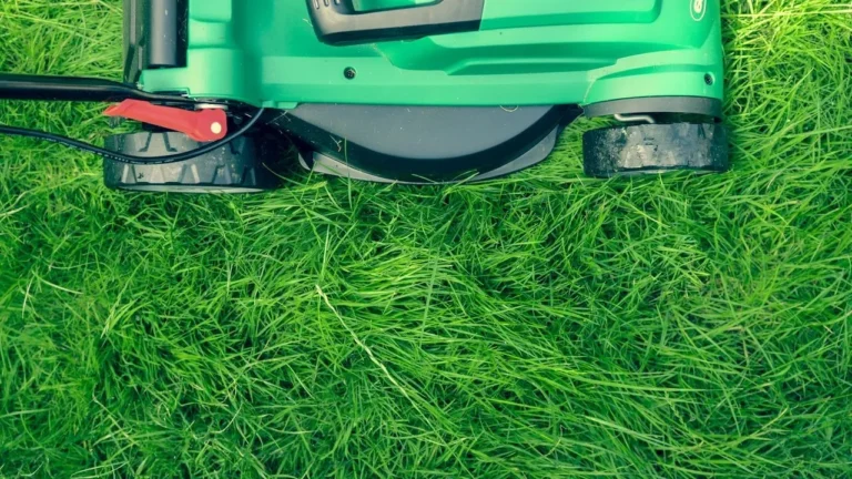 Trump Says He's 'Very Good at Grass' - Featured image