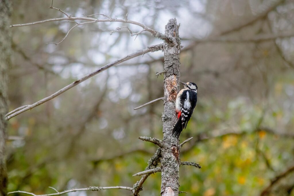 Why Woodpeckers Don't Get Headaches From Constant Pecking - Featured image