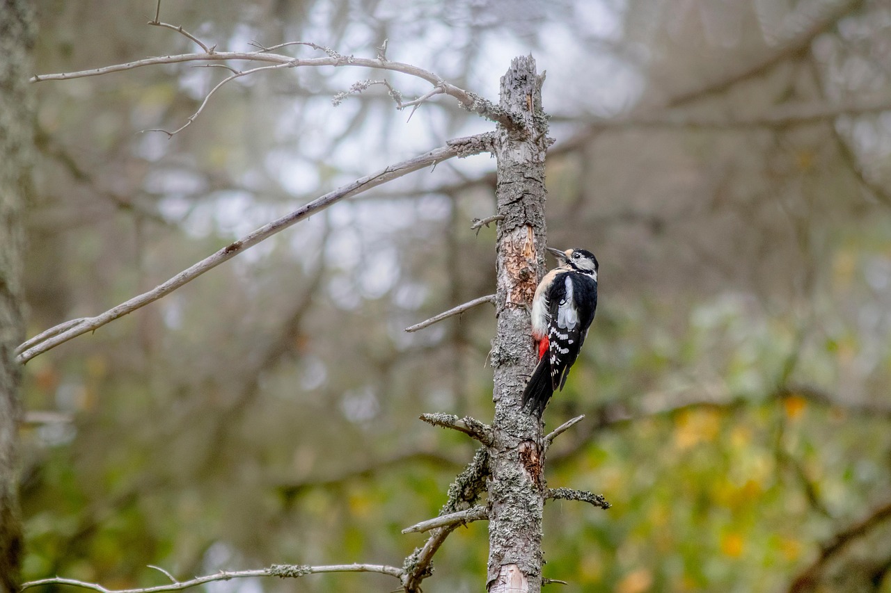 Why Woodpeckers Don't Get Headaches From Constant Pecking