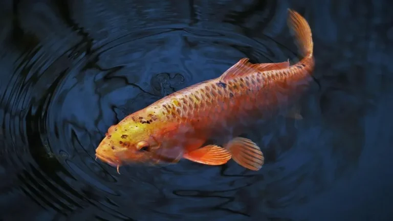 Dog's Death Leads to Stoughton Pond Warning - Featured image