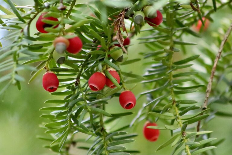 Why That Pretty Berry Bush Might Not Be Safe for Kids - Featured image
