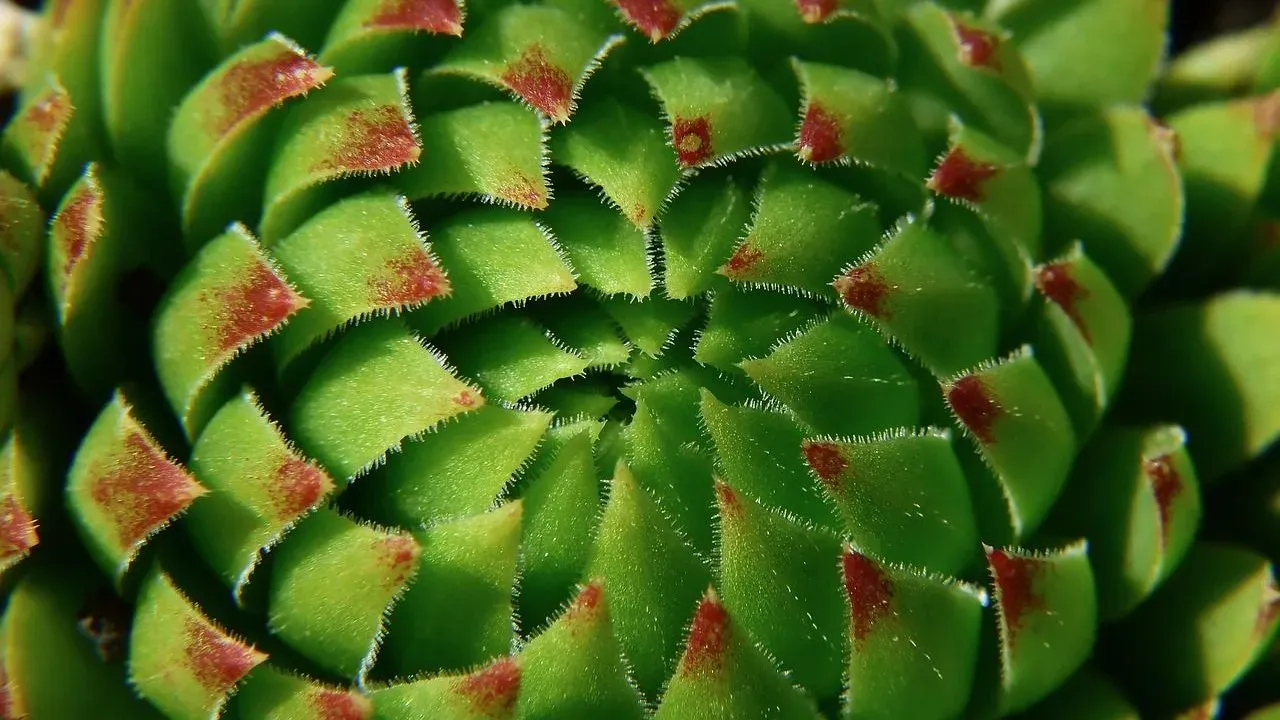 Rare Succulents That Sell for Thousands