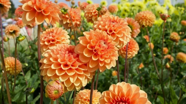 Cory's New Jersey Garden: From Vegetable Patch to Dahlia Showcase - Featured image