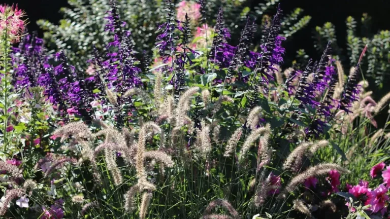 Kaleb Wyse Plants 300 Perennials for a Full-Sun Bed - Featured image