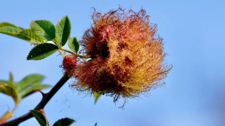 Roses and Disease: A Gardener's Guide to Early Detection and Care - Featured image