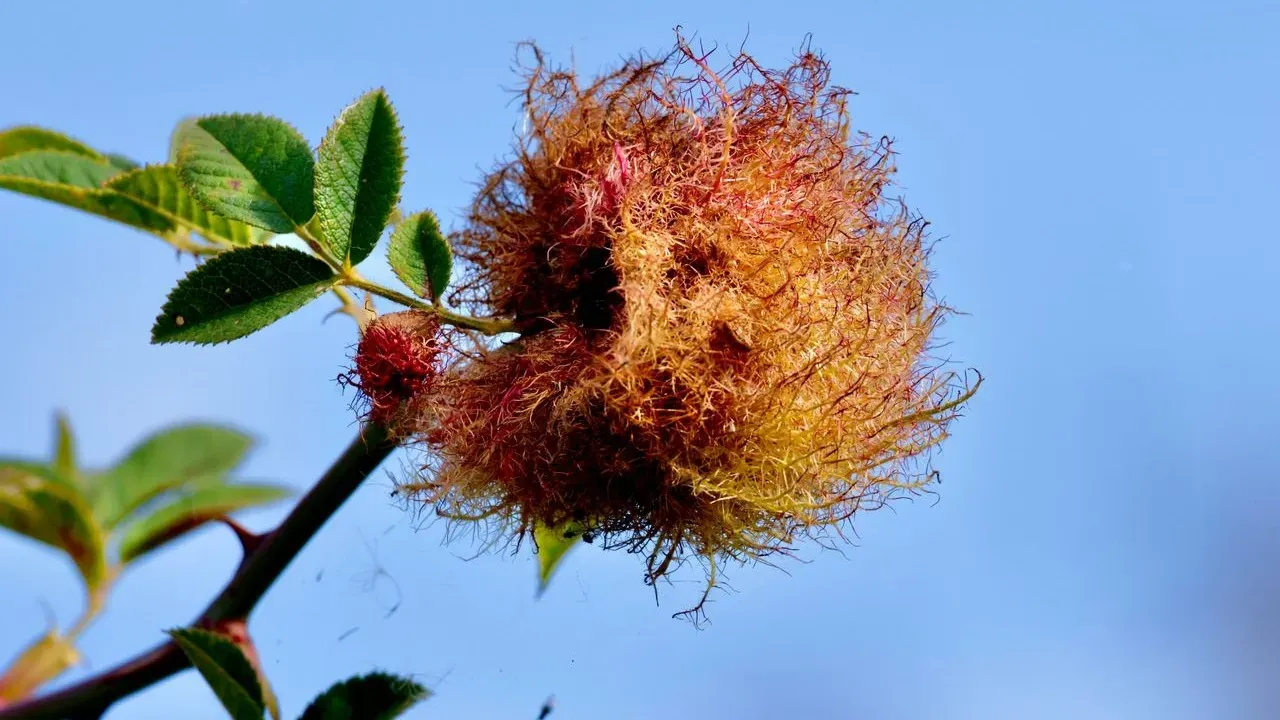 Roses and Disease: A Gardener's Guide to Early Detection and Care