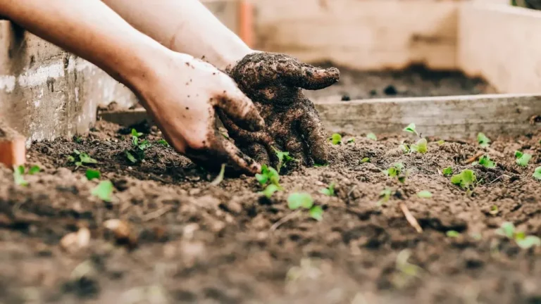 Harness Summer Heat for Stronger Gardens - Featured image