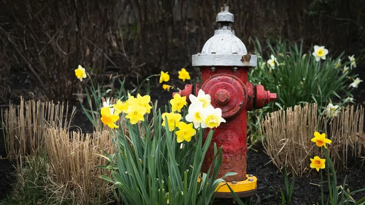 Fire Defense or Wildlife Habitat? California Gardeners Confront a Growing Tradeoff