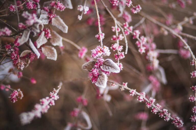 The Old Farmer's Trick for Predicting Frost Without an App - Featured image