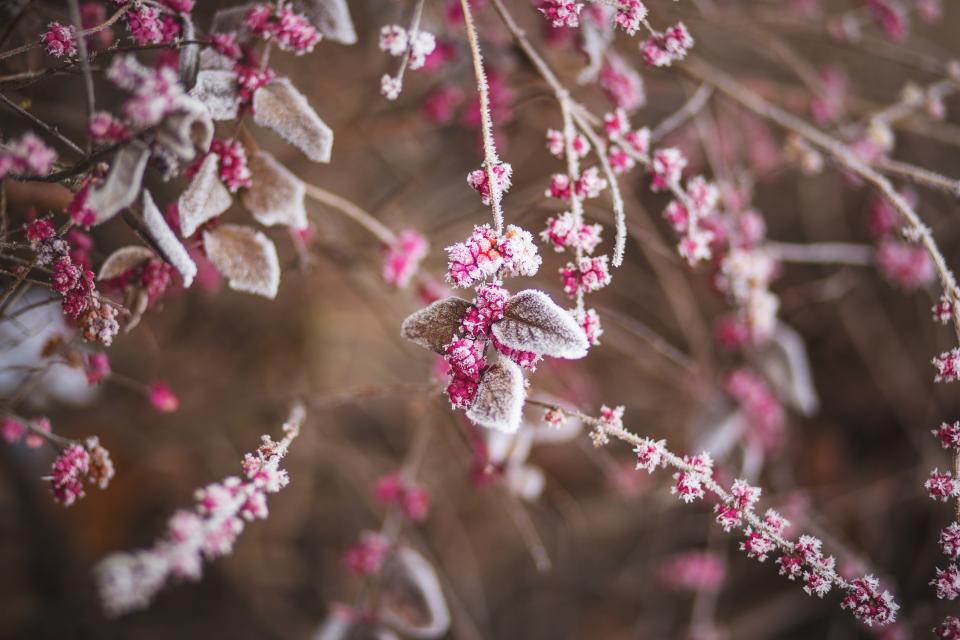 The Old Farmer's Trick for Predicting Frost Without an App