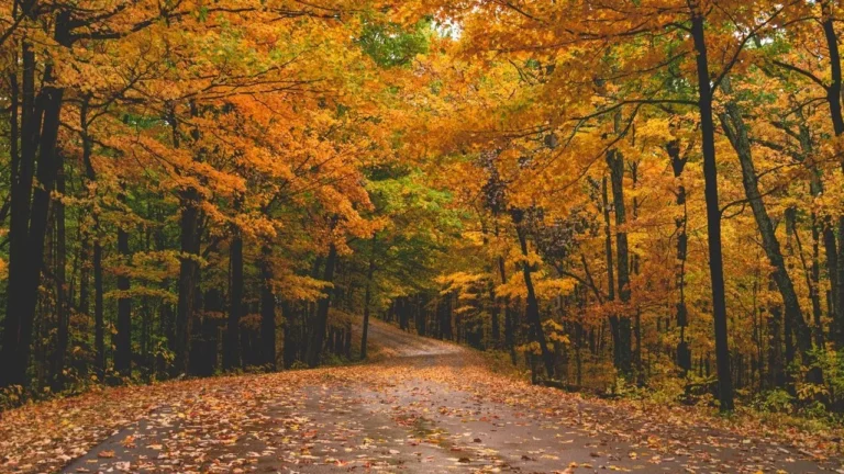 Northeast Fall Foliage Routes Reach Peak Color - Featured image