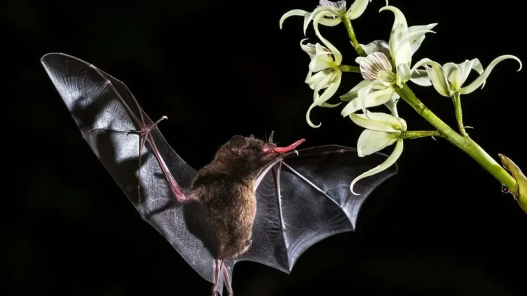 Bat Flower Brings Winged Blooms to Home Gardens - Featured image