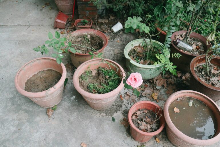 The Drainage Hole Mistake That's Secretly Drowning Your Potted Plants - Featured image