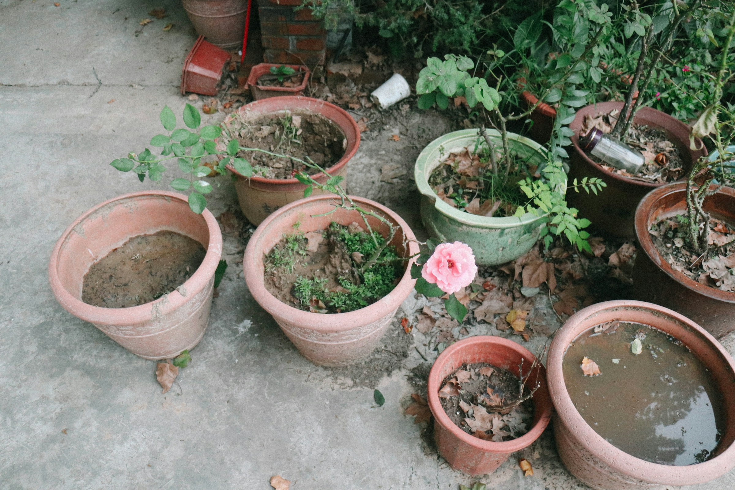 The Drainage Hole Mistake That's Secretly Drowning Your Potted Plants