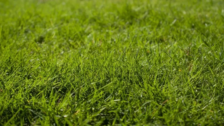 Grubs Could Explain Your Lawn's Brown Patches - Featured image