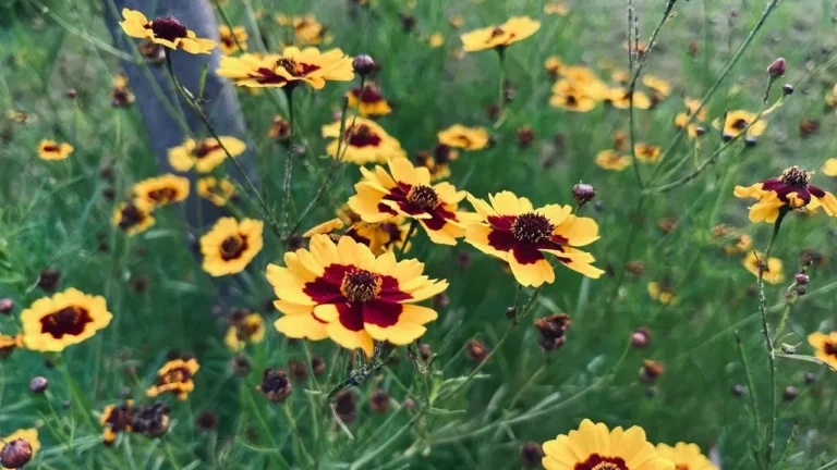 Morgan’s Iowa Plot Becomes a Steady Source of Cut Flowers From Summer Into Fall - Featured image
