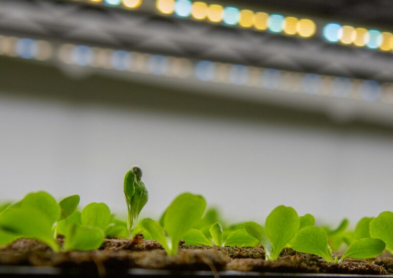 The Grow Light Distance Mistake That's Quietly Stretching Seedlings Thin - Featured image