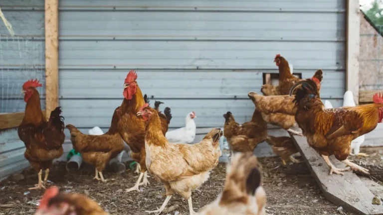 Backyard Self-Sufficiency Gains Ground as Gardeners Add Meat Chickens to Their Plots - Featured image
