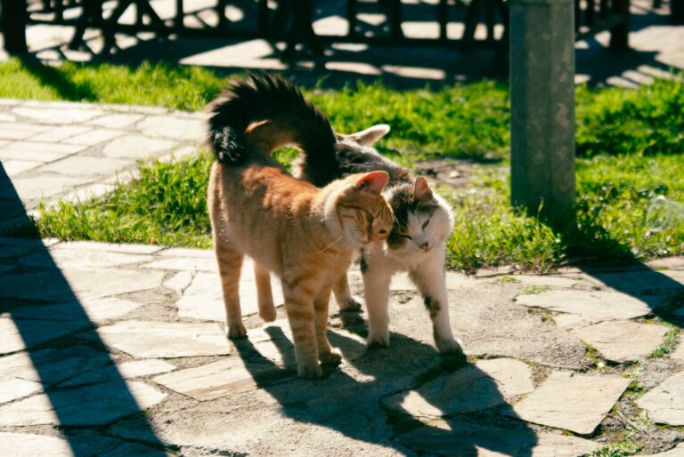 The Tail Position That Reveals What Your Cat Actually Wants - Featured image