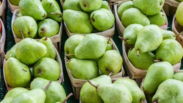 Resilient Pears Gaining Ground in Southern Gardens - Featured image