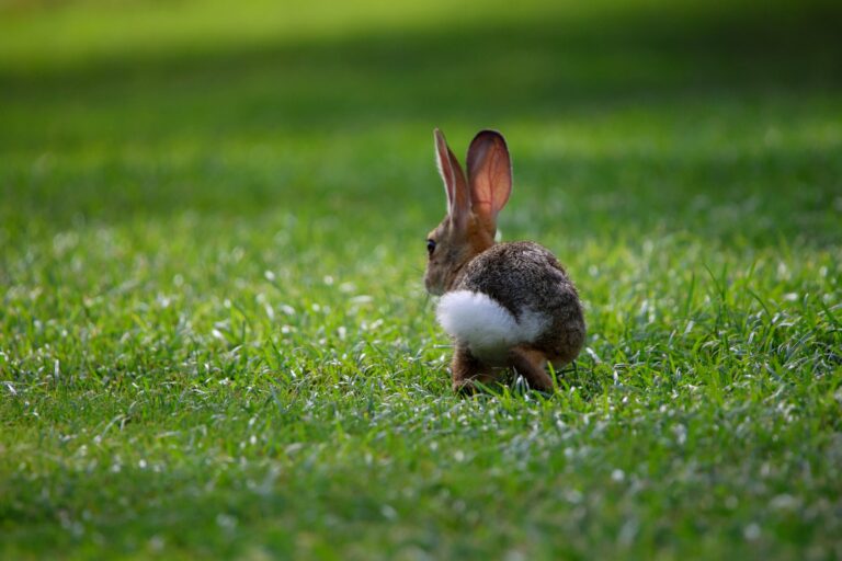 Why Rabbits Thump Their Feet When Nothing Seems Wrong - Featured image