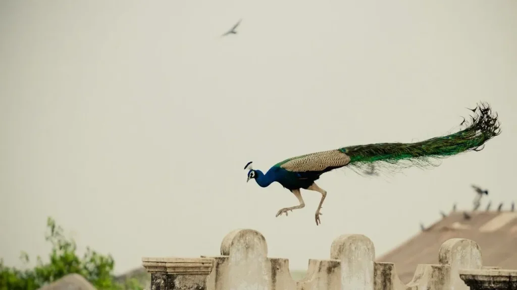 Mail Carrier Attacks Neighborhood Peacock on Video in Pasadena - Featured image