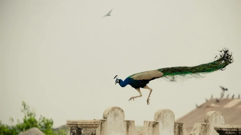 Mail Carrier Attacks Neighborhood Peacock on Video in Pasadena - Featured image